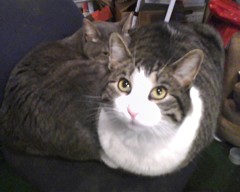 cat phone 1.jpeg